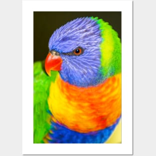 Rainbow Lorikeet Posters and Art